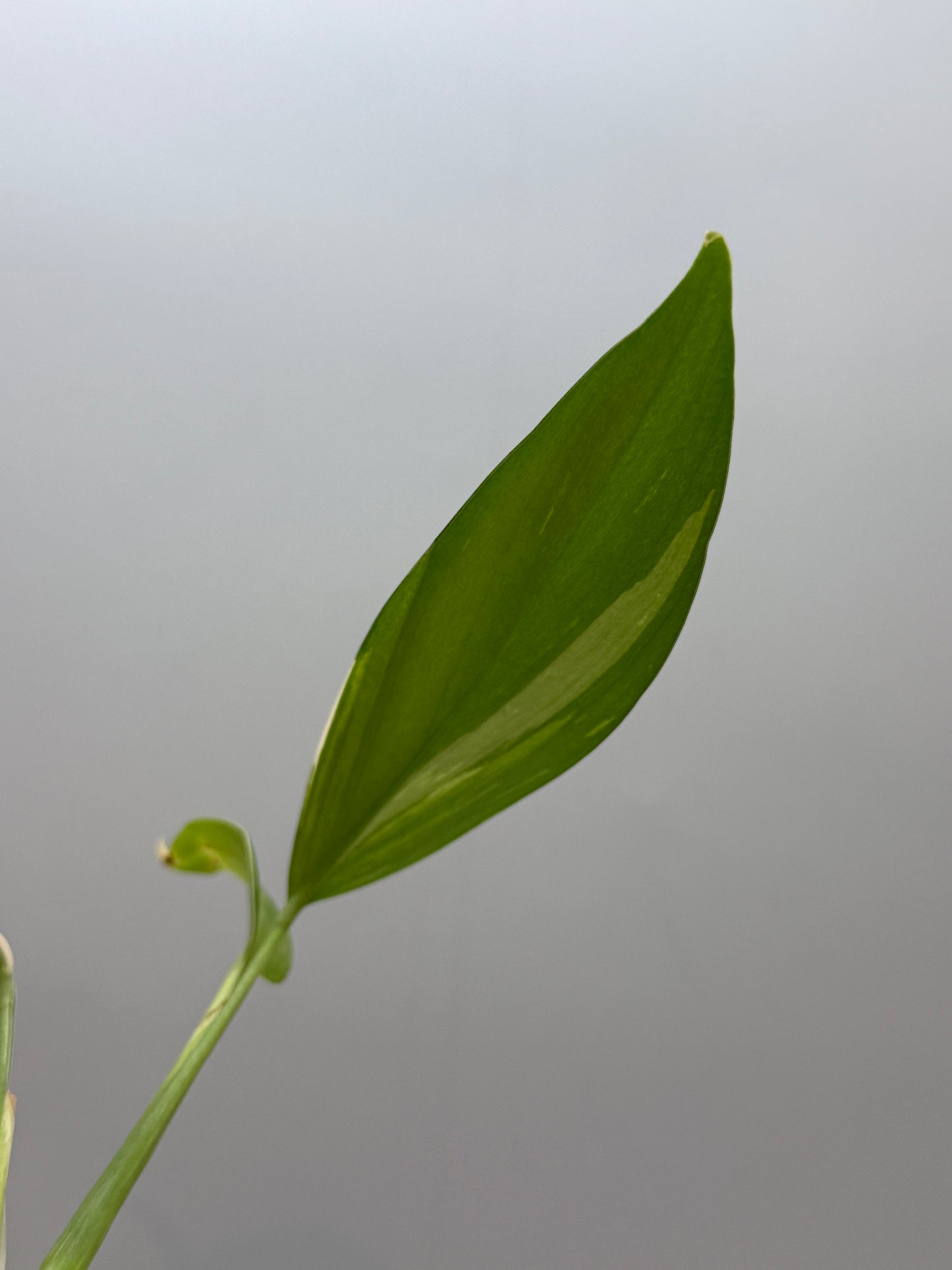 スキンダプサス コリアセウス アルボ / Scindapsus coriaceus albo (1)