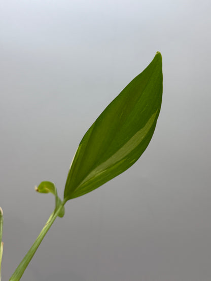 スキンダプサス コリアセウス アルボ / Scindapsus coriaceus albo (1)