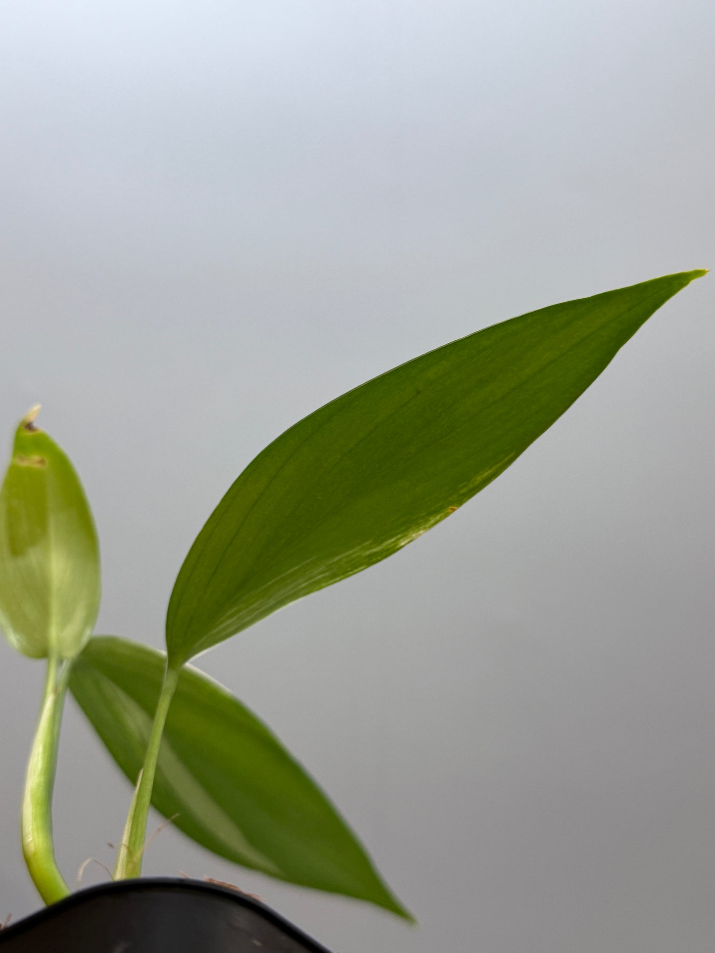 スキンダプサス コリアセウス アルボ / Scindapsus coriaceus albo (1)