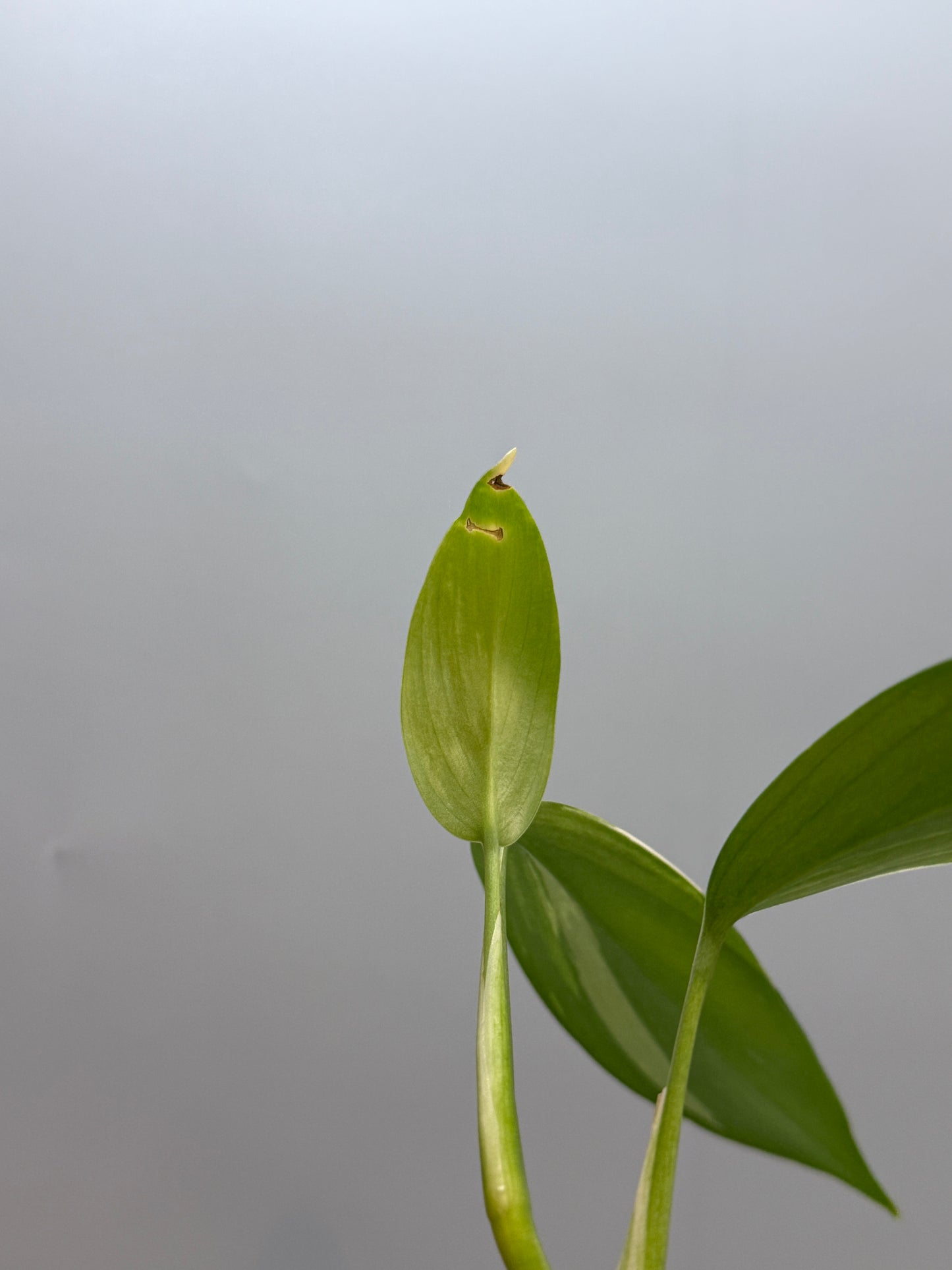 スキンダプサス コリアセウス アルボ / Scindapsus coriaceus albo (1)