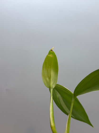 スキンダプサス コリアセウス アルボ / Scindapsus coriaceus albo (1)