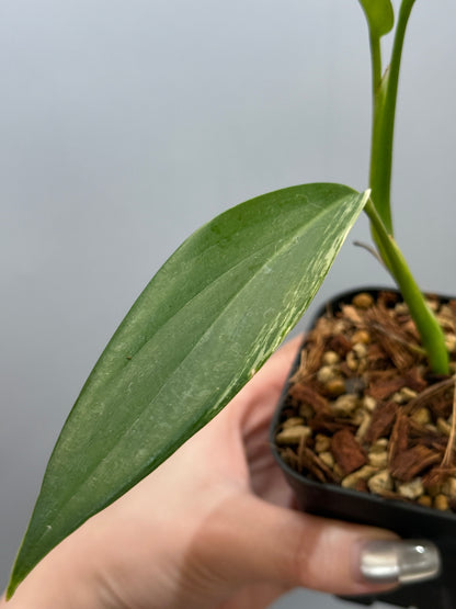 スキンダプサス コリアセウス アルボ / Scindapsus coriaceus albo (1)