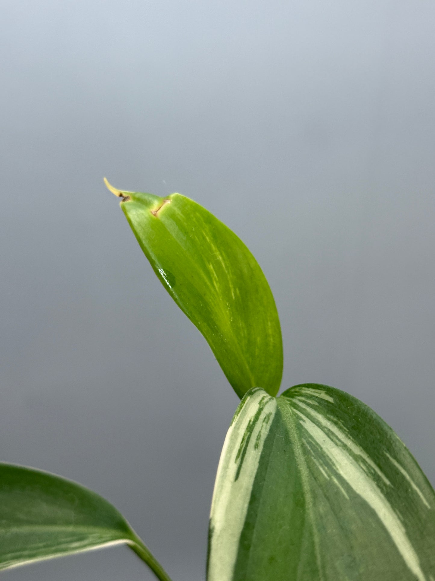 スキンダプサス コリアセウス アルボ / Scindapsus coriaceus albo (1)