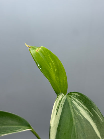 スキンダプサス コリアセウス アルボ / Scindapsus coriaceus albo (1)