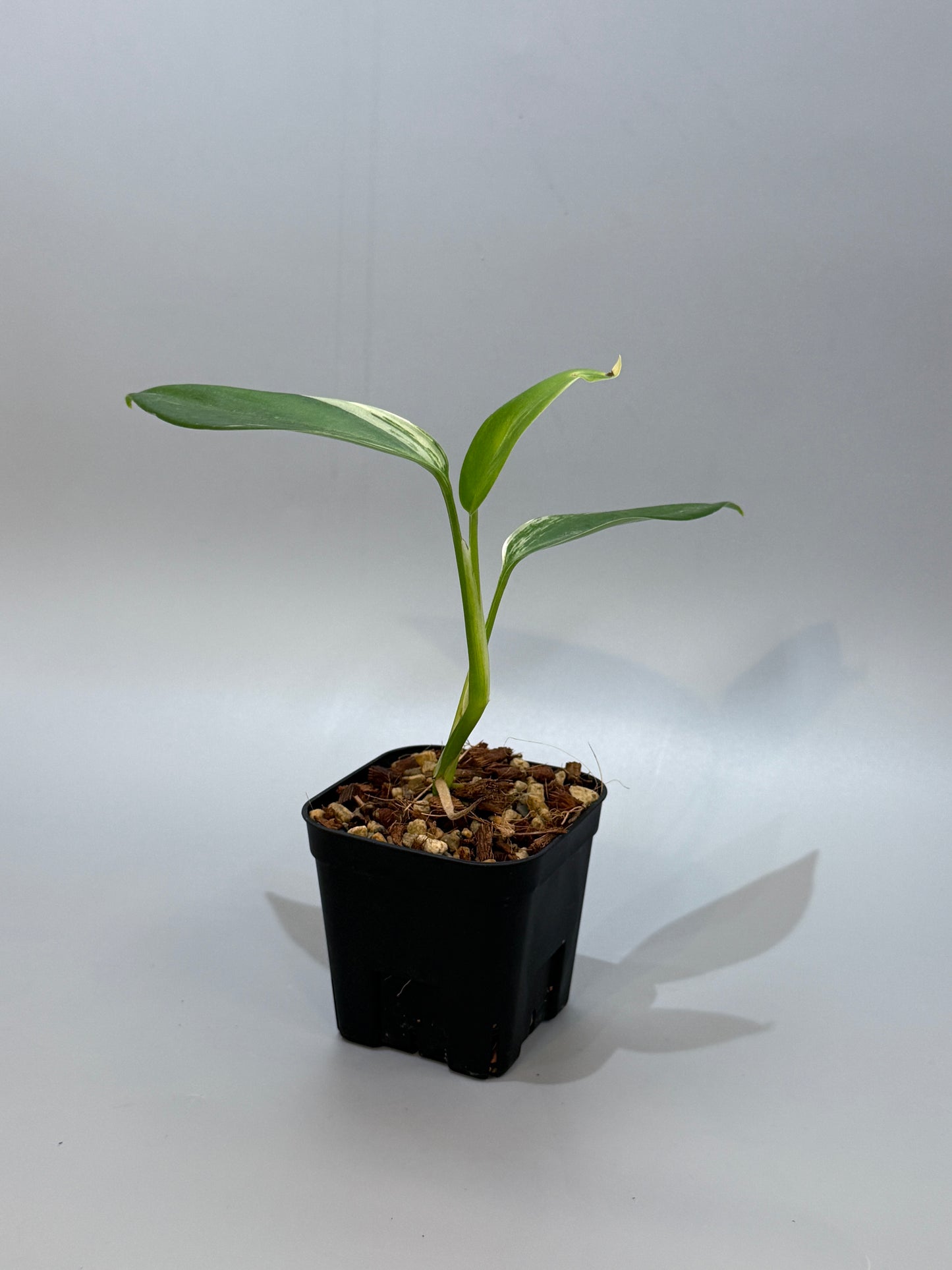 スキンダプサス コリアセウス アルボ / Scindapsus coriaceus albo (1)