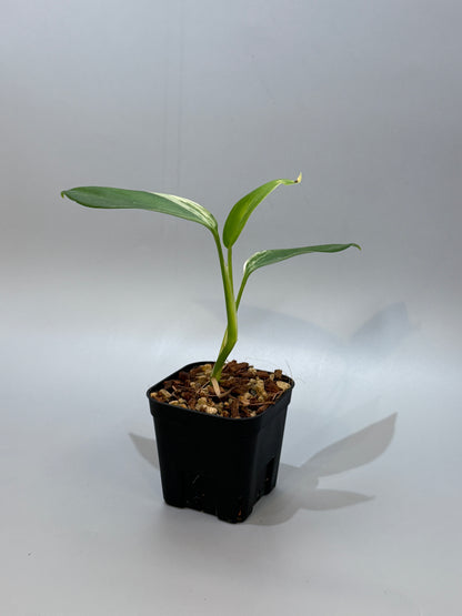 スキンダプサス コリアセウス アルボ / Scindapsus coriaceus albo (1)