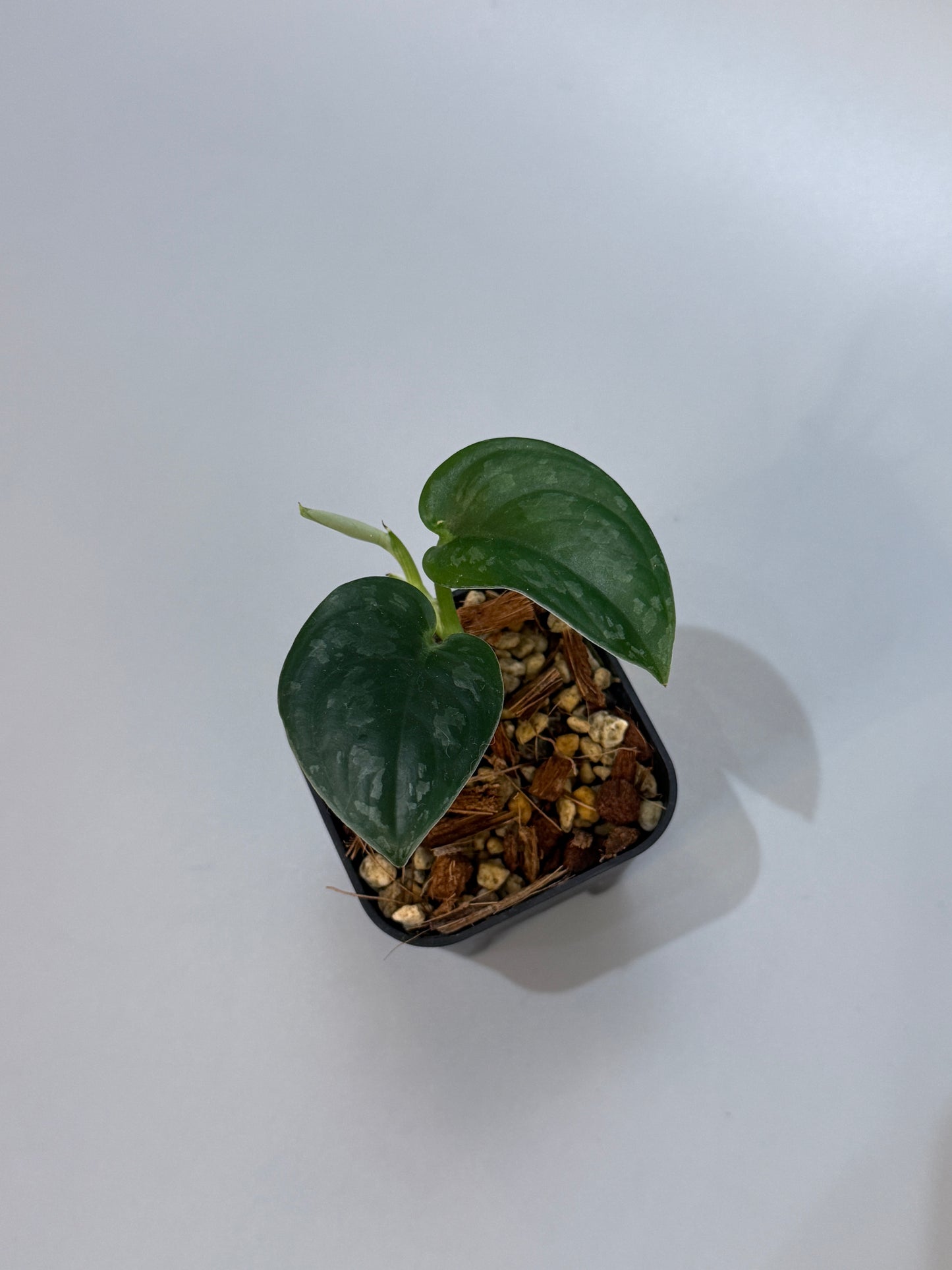 スキンダプサス エキゾチカ グローシ sp.サラワク / Scindapsus exotica glosy sp.serawak (5)