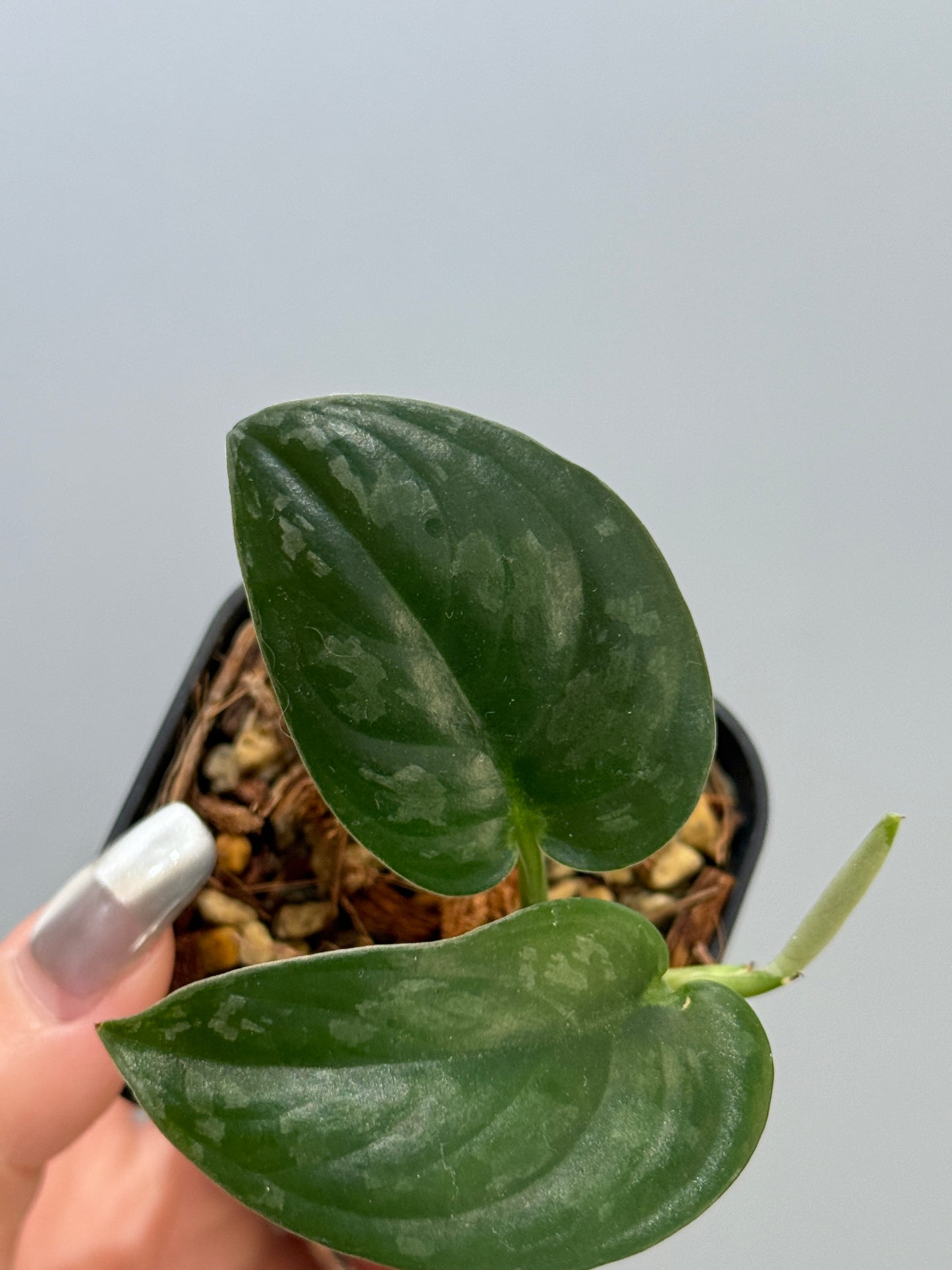 スキンダプサス エキゾチカ グローシ sp.サラワク / Scindapsus exotica glosy sp.serawak (5)