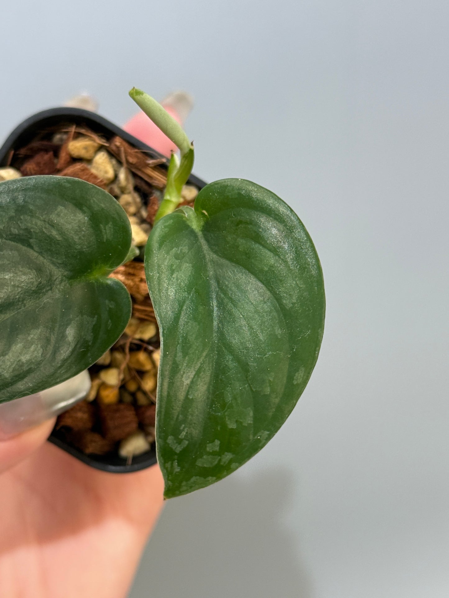 スキンダプサス エキゾチカ グローシ sp.サラワク / Scindapsus exotica glosy sp.serawak (5)