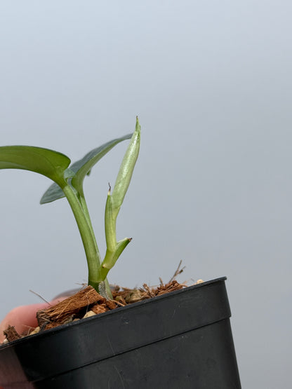 スキンダプサス エキゾチカ グローシ sp.サラワク / Scindapsus exotica glosy sp.serawak (5)