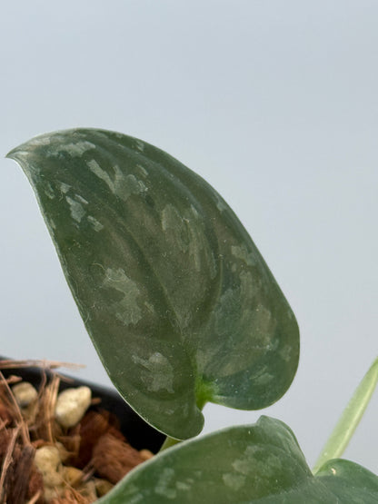 スキンダプサス エキゾチカ グローシ sp.サラワク / Scindapsus exotica glosy sp.serawak (5)