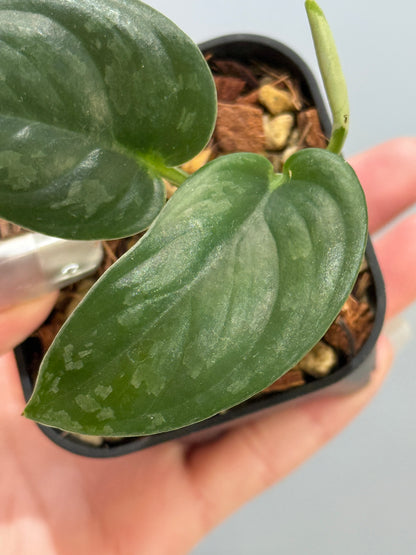 スキンダプサス エキゾチカ グローシ sp.サラワク / Scindapsus exotica glosy sp.serawak (5)