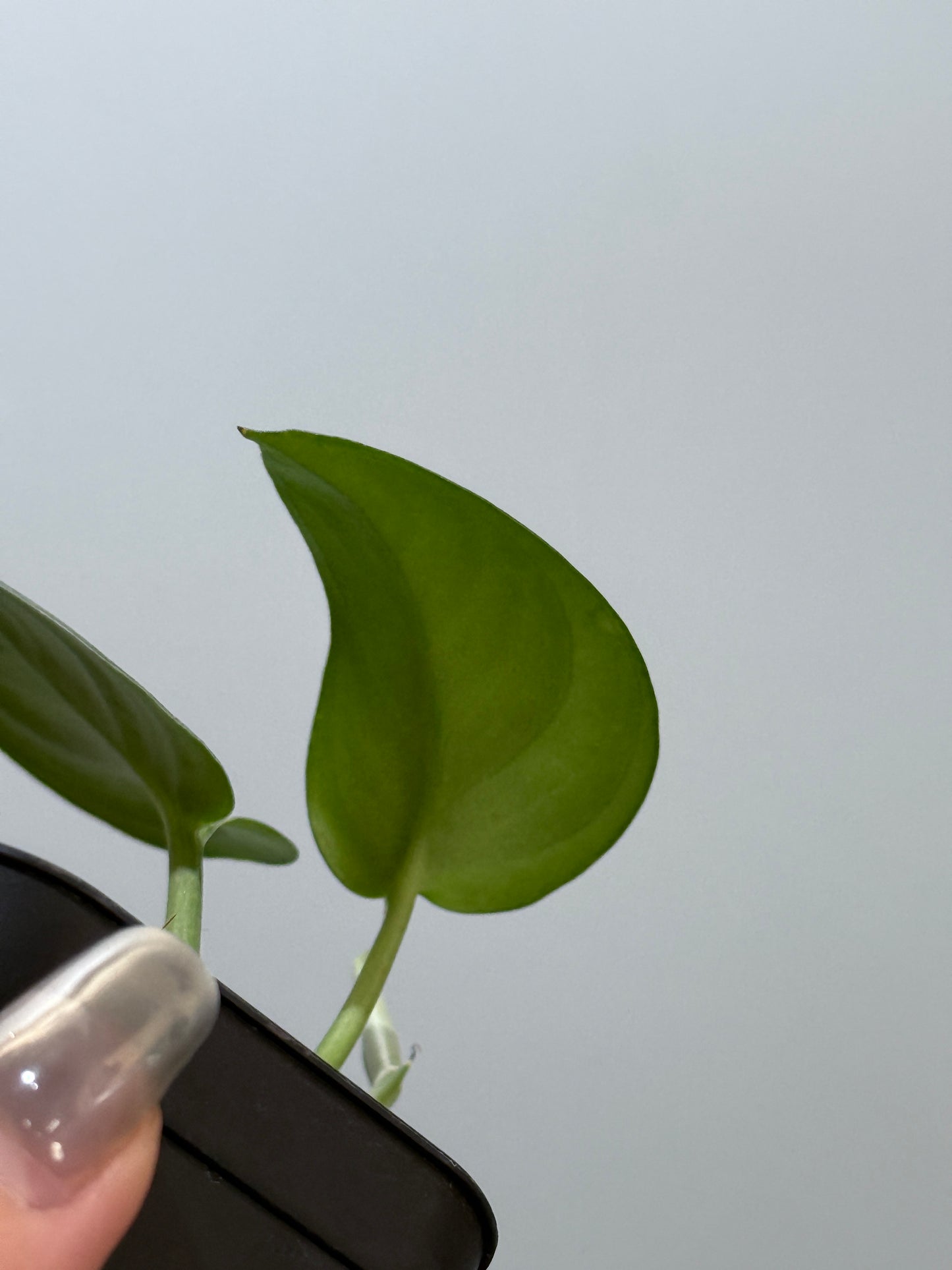 スキンダプサス エキゾチカ グローシ sp.サラワク / Scindapsus exotica glosy sp.serawak (5)