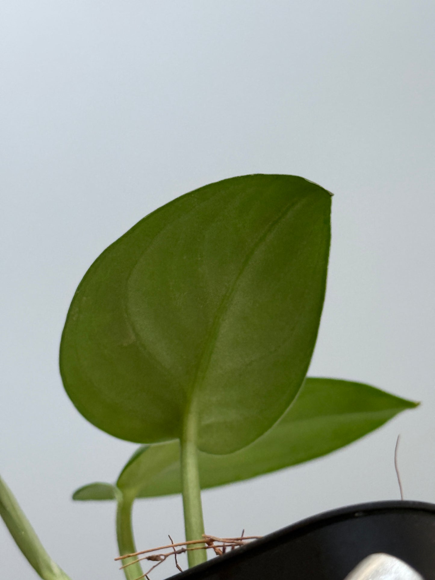 スキンダプサス エキゾチカ グローシ sp.サラワク / Scindapsus exotica glosy sp.serawak (5)