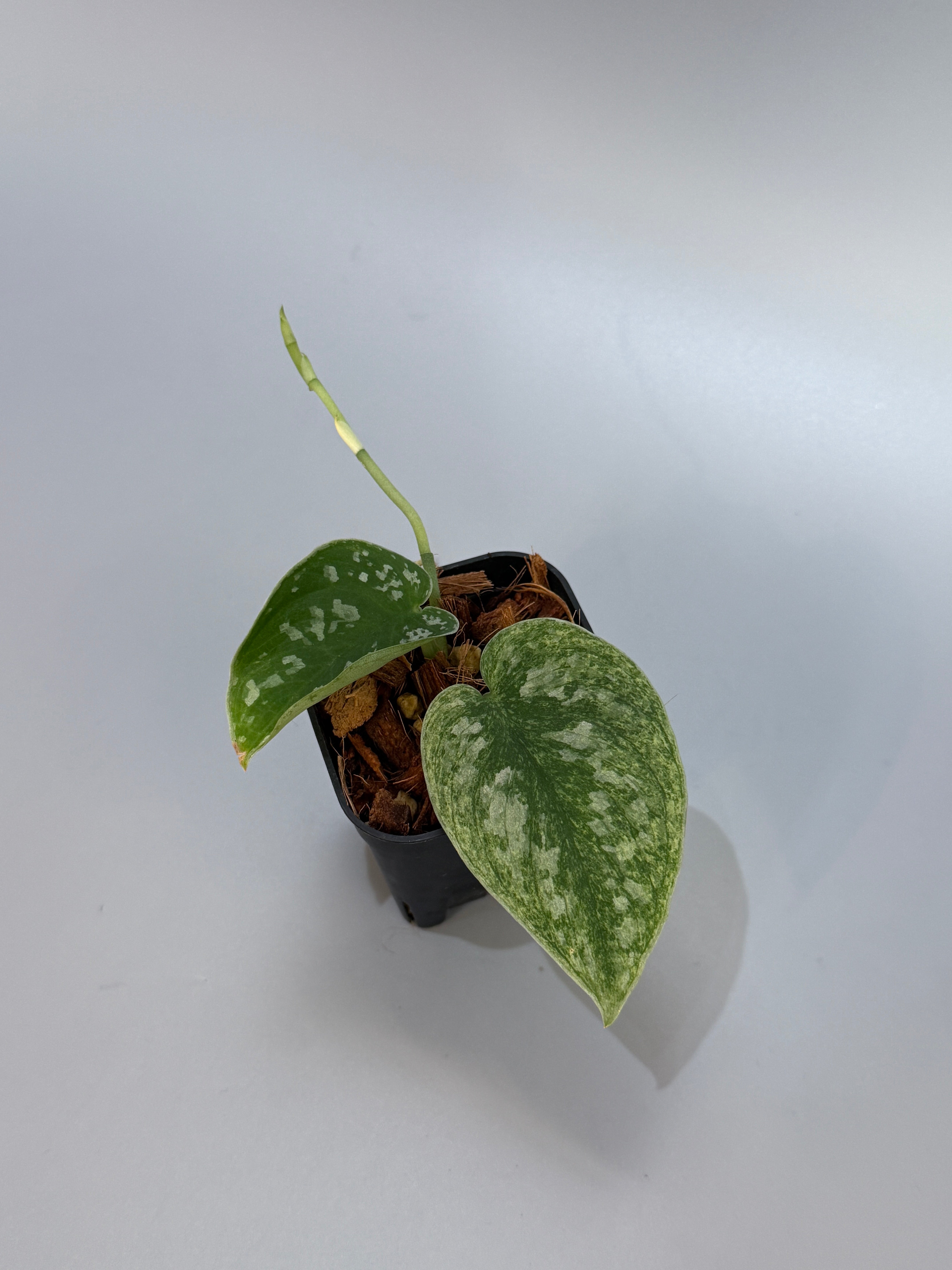 All Plants – Page 2 – Nakayama-Plants