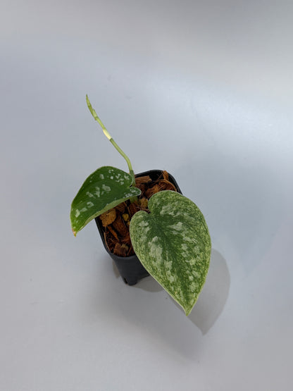 スキンダプサス ネビュラ / Scindapsus Nebula (3)