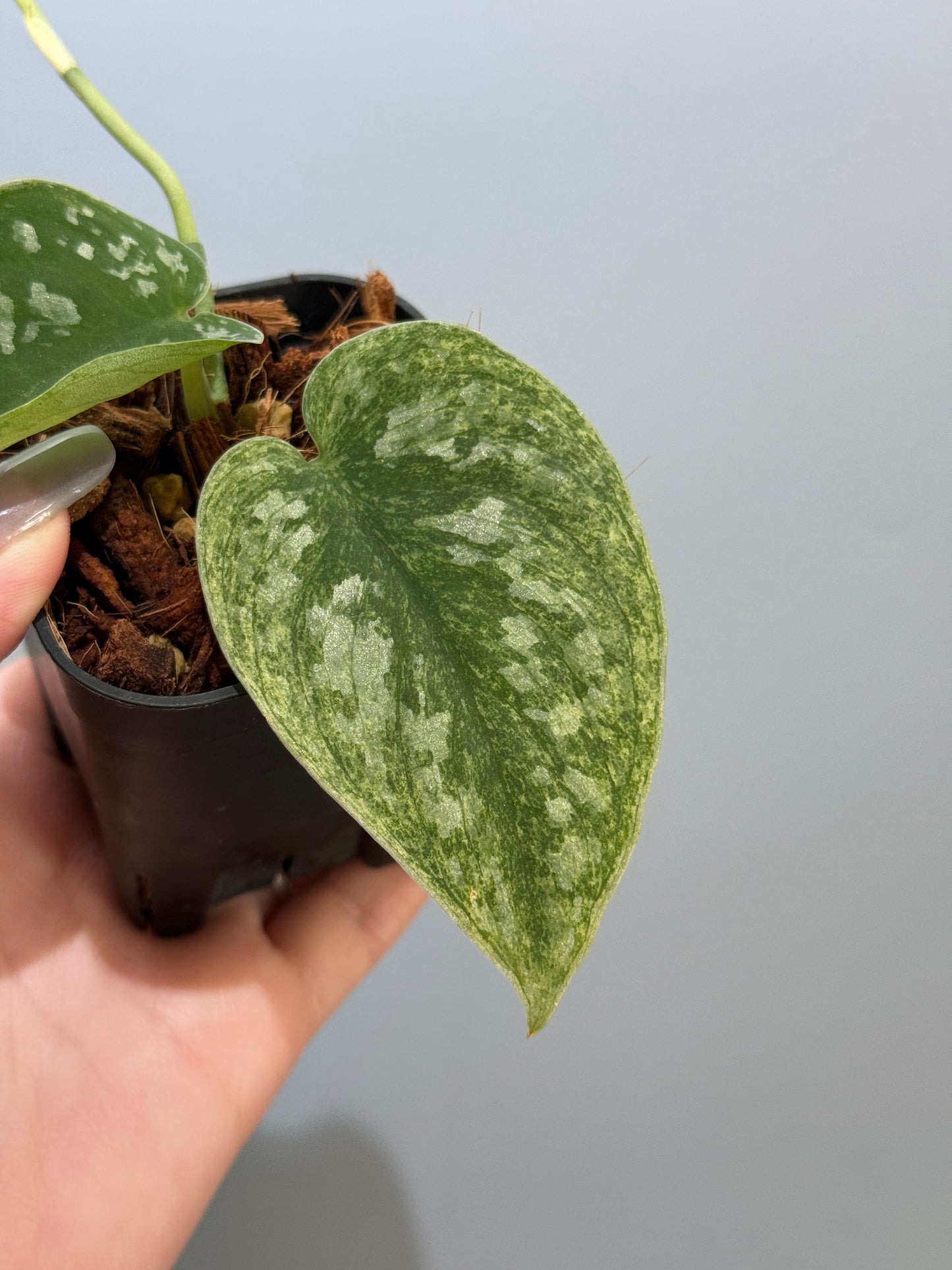 スキンダプサス ネビュラ / Scindapsus Nebula (3)