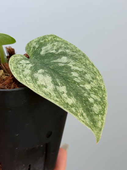 スキンダプサス ネビュラ / Scindapsus Nebula (3)