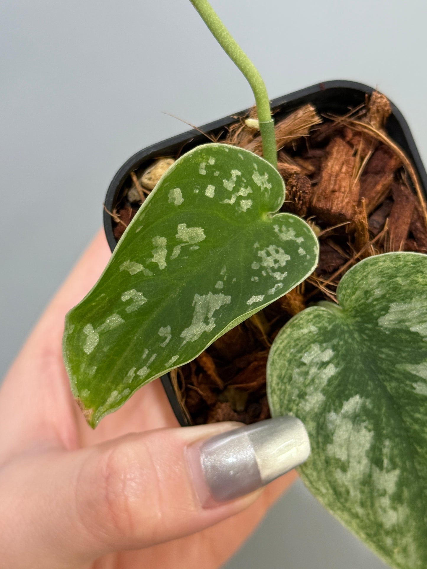 スキンダプサス ネビュラ / Scindapsus Nebula (3)