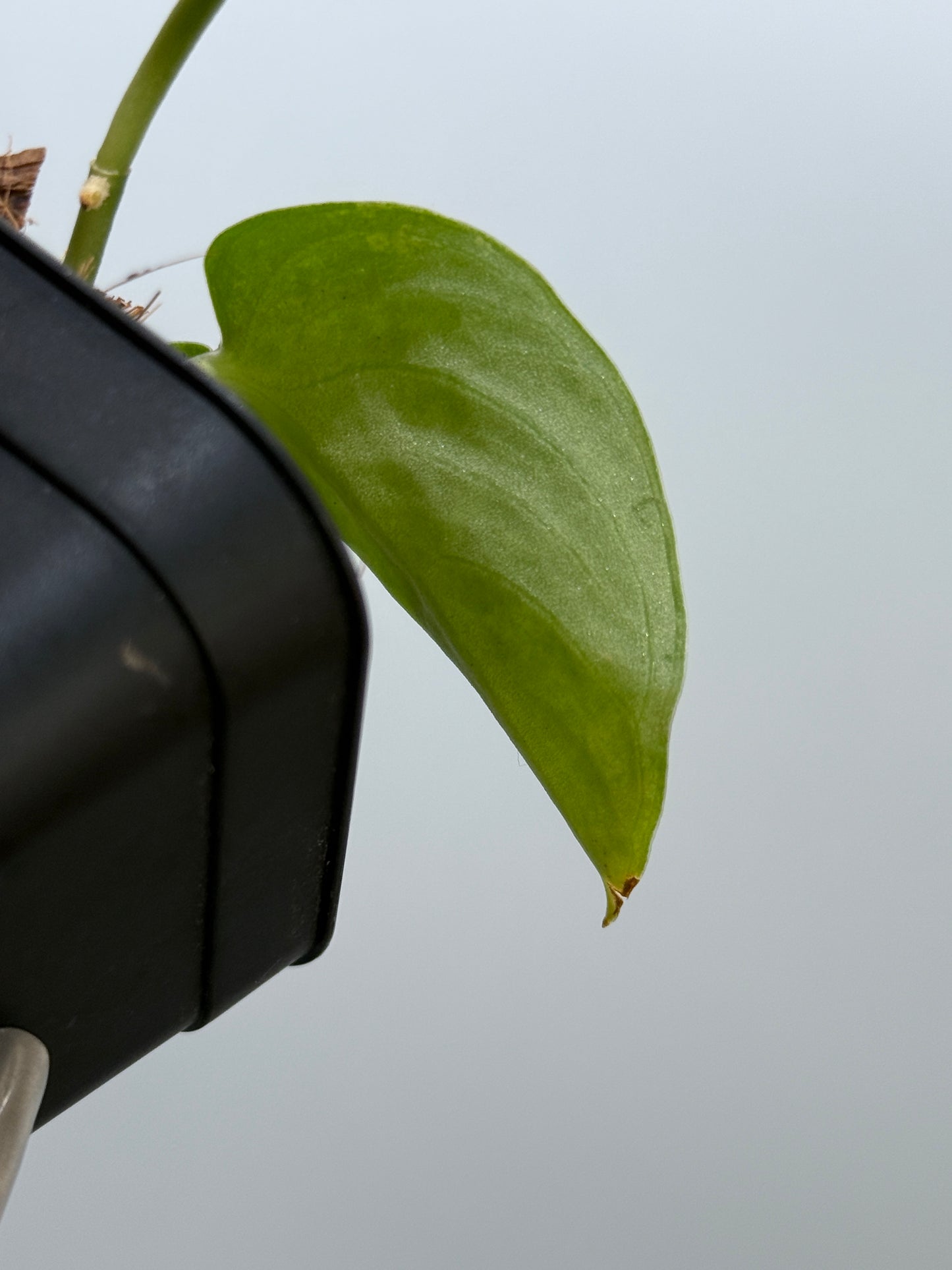 スキンダプサス ネビュラ / Scindapsus Nebula (3)