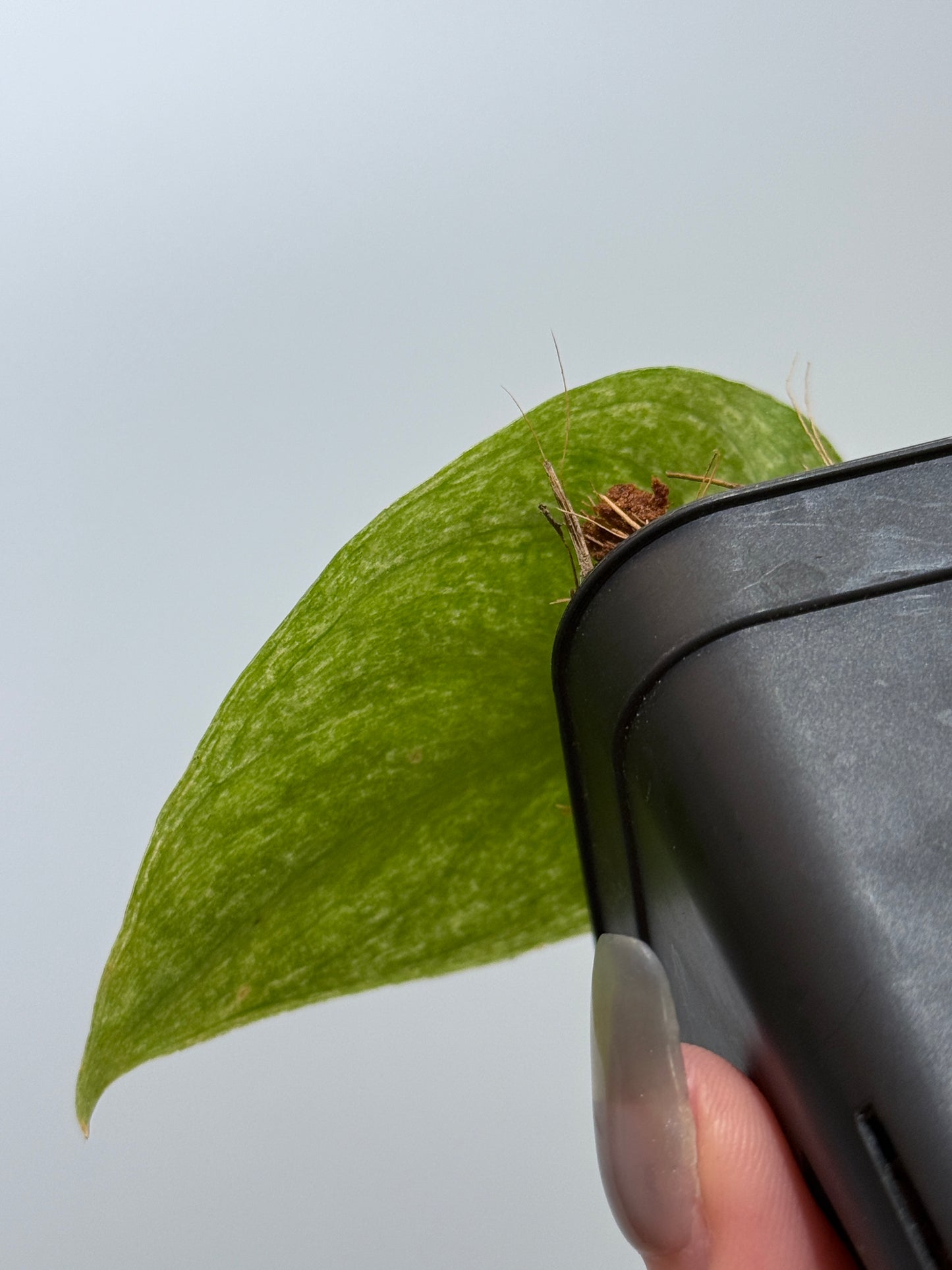 スキンダプサス ネビュラ / Scindapsus Nebula (3)