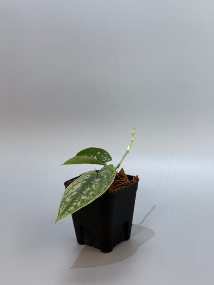 スキンダプサス ネビュラ / Scindapsus Nebula (3)