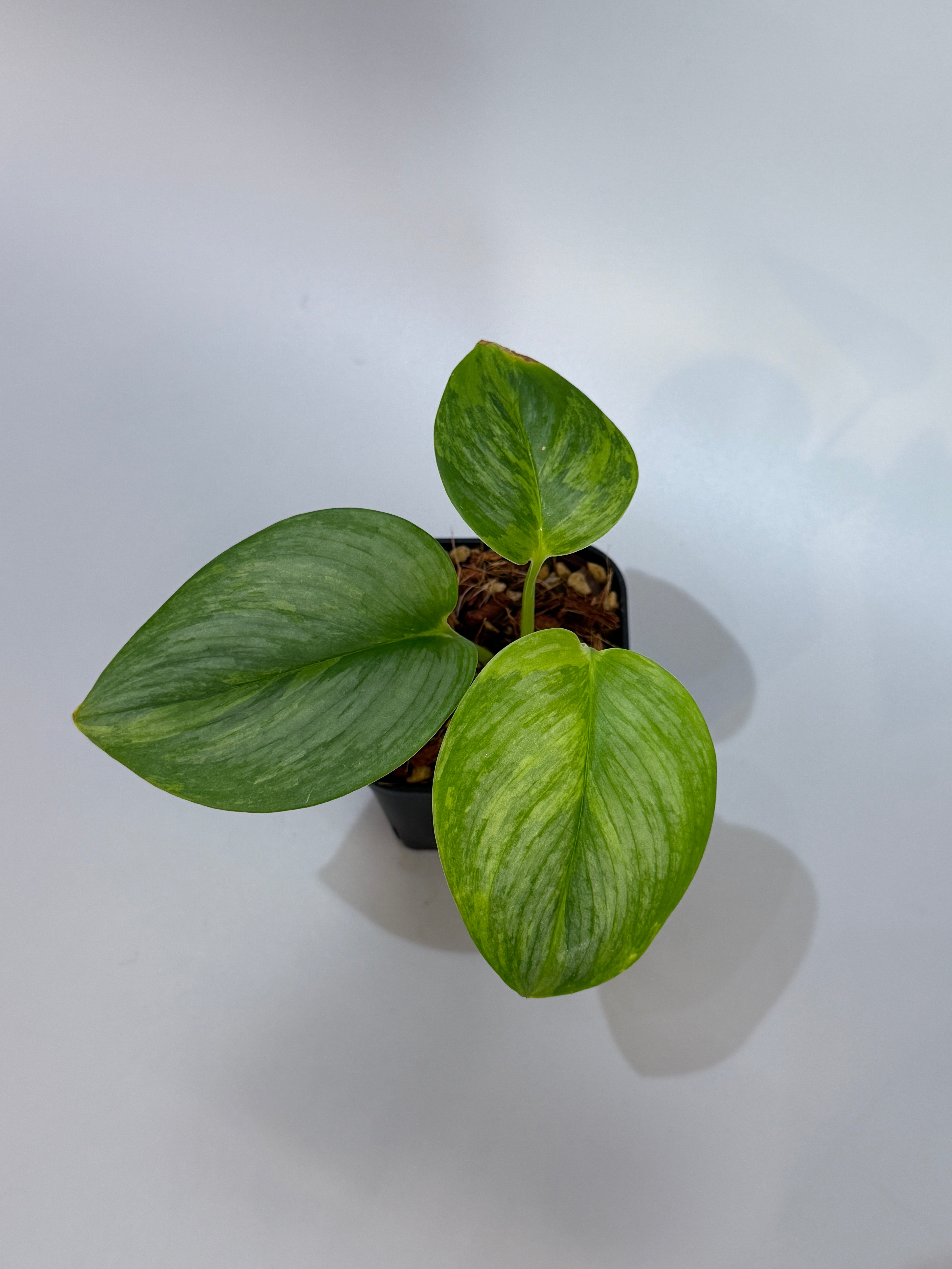 All Plants – Page 2 – Nakayama-Plants