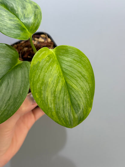 スキンダプサス ルビコン GOG  / Scindapsus rubicon GOG  (2)