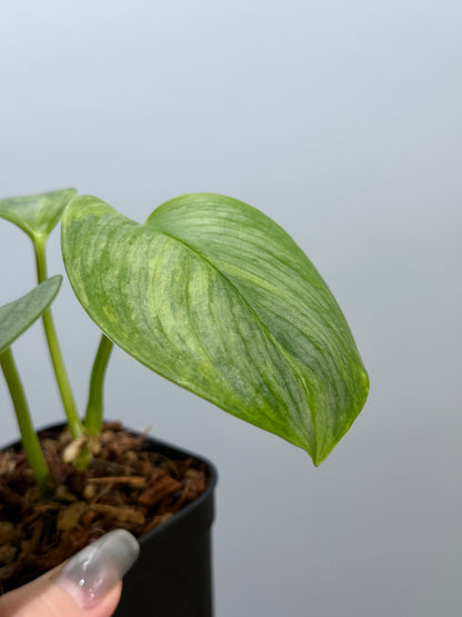 スキンダプサス ルビコン GOG  / Scindapsus rubicon GOG  (2)