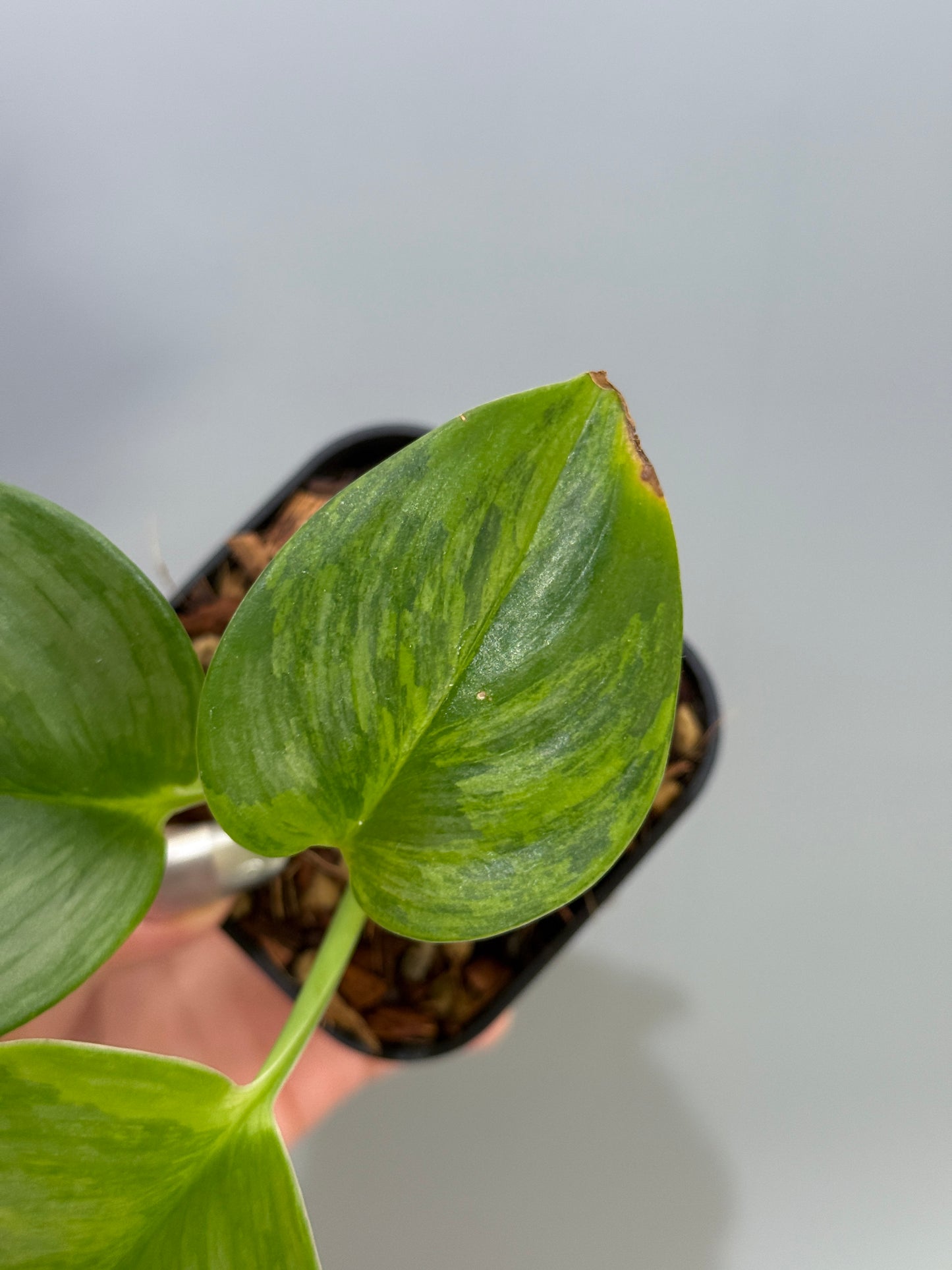 スキンダプサス ルビコン GOG  / Scindapsus rubicon GOG  (2)