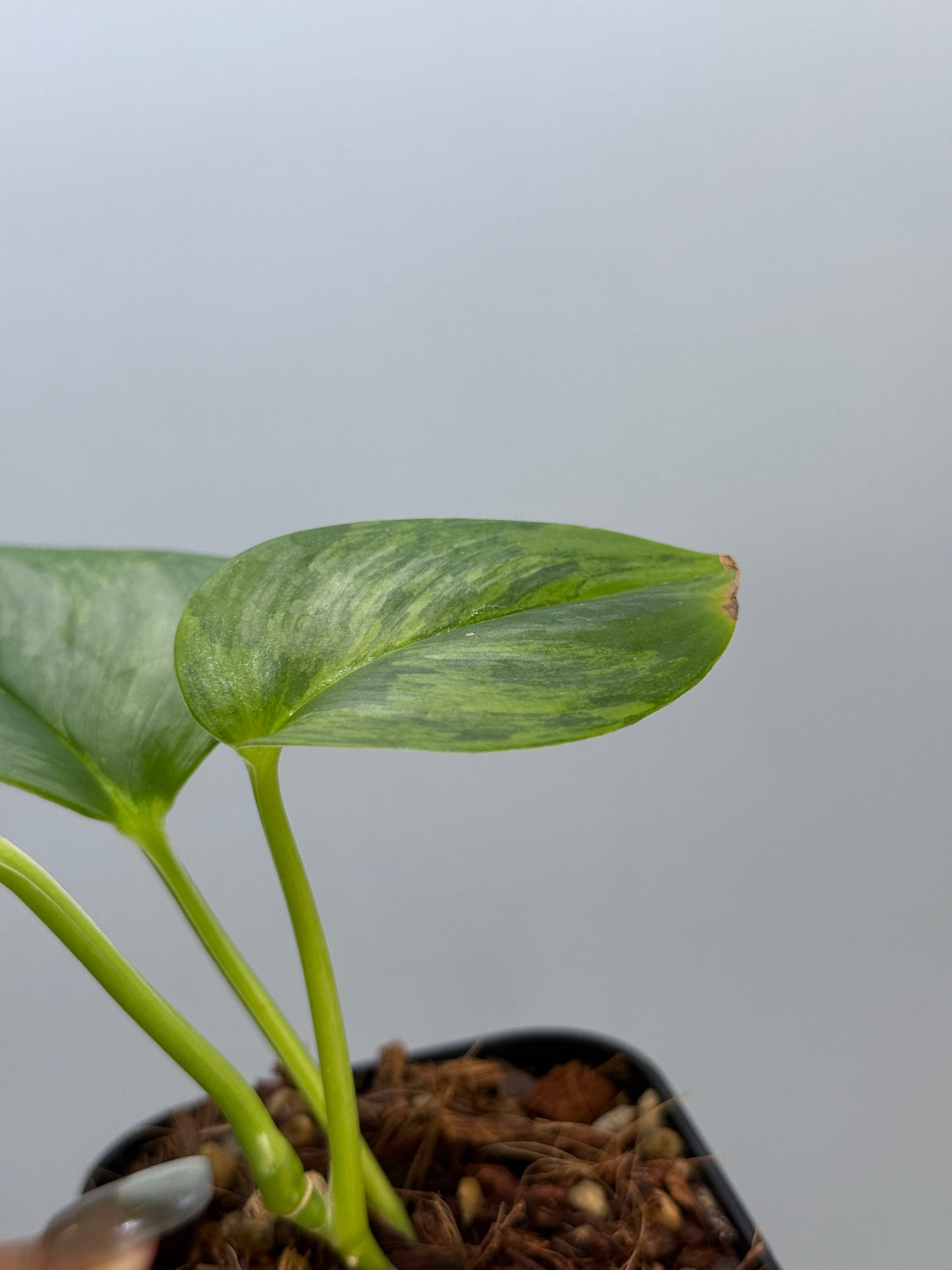 スキンダプサス ルビコン GOG  / Scindapsus rubicon GOG  (2)