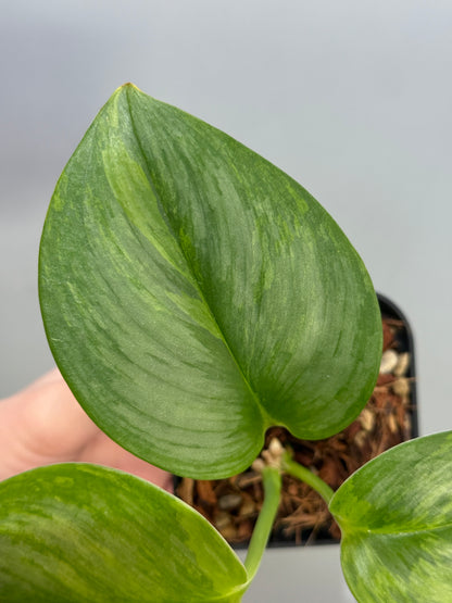 スキンダプサス ルビコン GOG  / Scindapsus rubicon GOG  (2)