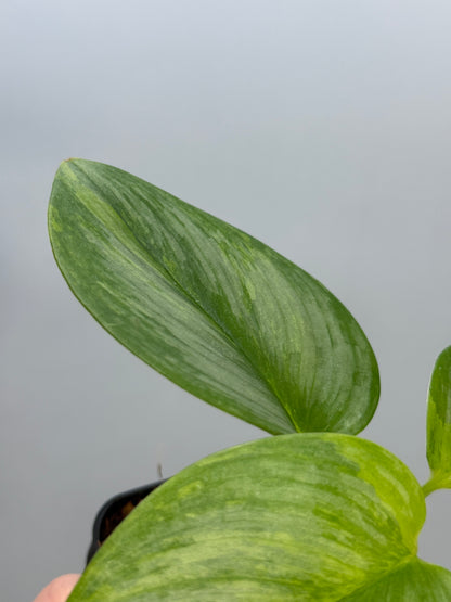 スキンダプサス ルビコン GOG  / Scindapsus rubicon GOG  (2)