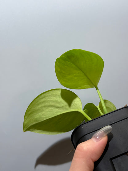 スキンダプサス ルビコン GOG  / Scindapsus rubicon GOG  (2)