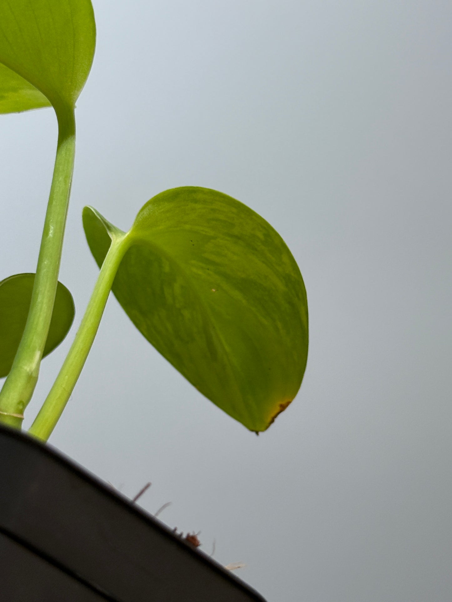 スキンダプサス ルビコン GOG  / Scindapsus rubicon GOG  (2)