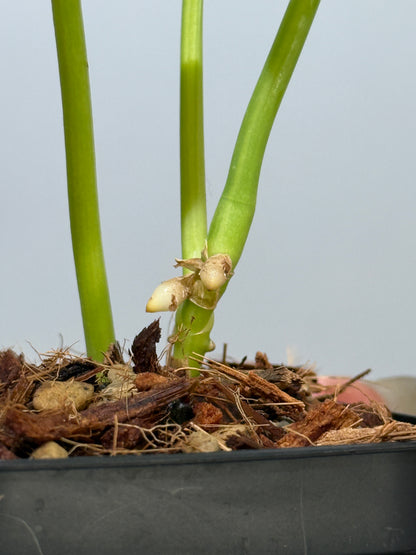 スキンダプサス ルビコン GOG  / Scindapsus rubicon GOG  (2)