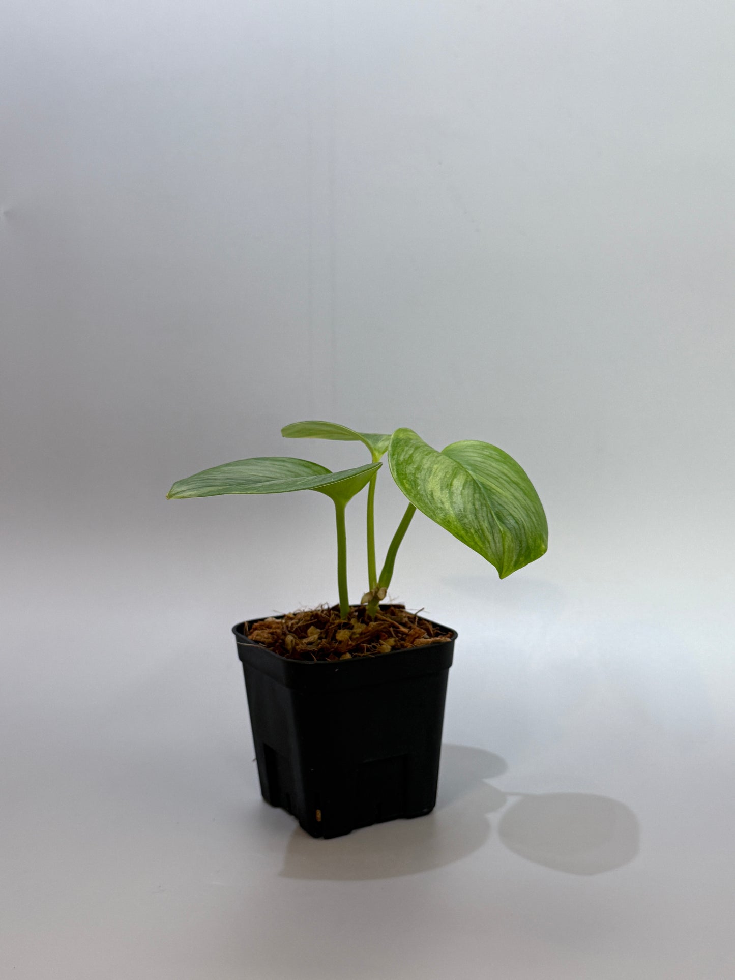 スキンダプサス ルビコン GOG  / Scindapsus rubicon GOG  (2)