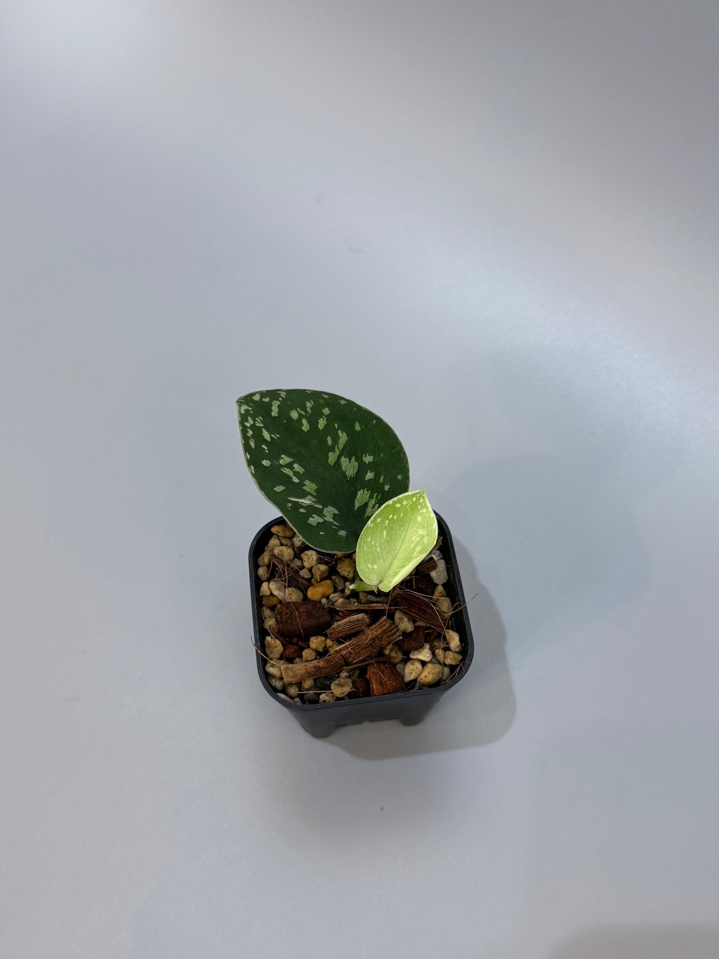 スキンダプサス ダーク トリカラー sp.ボルネオ / Scindapsus Dark tricolor sp.borneo (2)