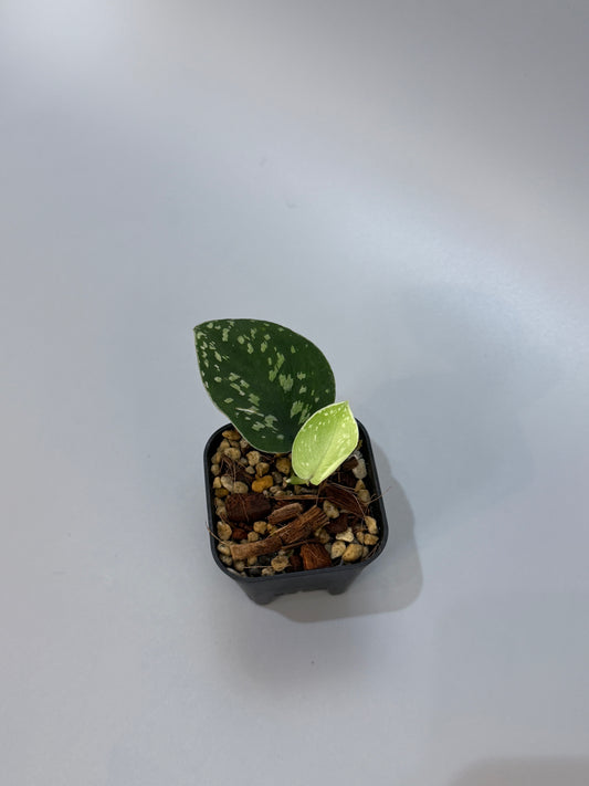 スキンダプサス ダーク トリカラー sp.ボルネオ / Scindapsus Dark tricolor sp.borneo (2)