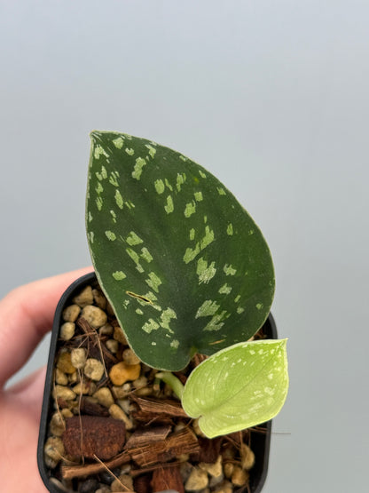 スキンダプサス ダーク トリカラー sp.ボルネオ / Scindapsus Dark tricolor sp.borneo (2)