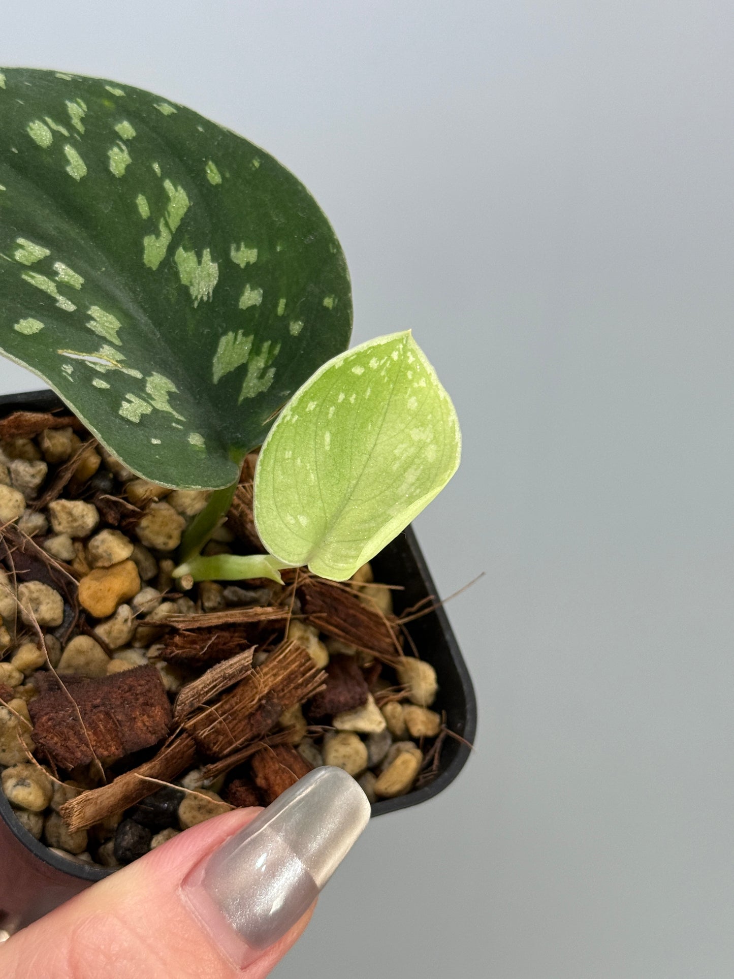 スキンダプサス ダーク トリカラー sp.ボルネオ / Scindapsus Dark tricolor sp.borneo (2)