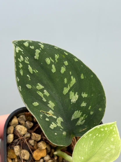 スキンダプサス ダーク トリカラー sp.ボルネオ / Scindapsus Dark tricolor sp.borneo (2)