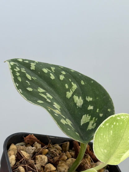 スキンダプサス ダーク トリカラー sp.ボルネオ / Scindapsus Dark tricolor sp.borneo (2)