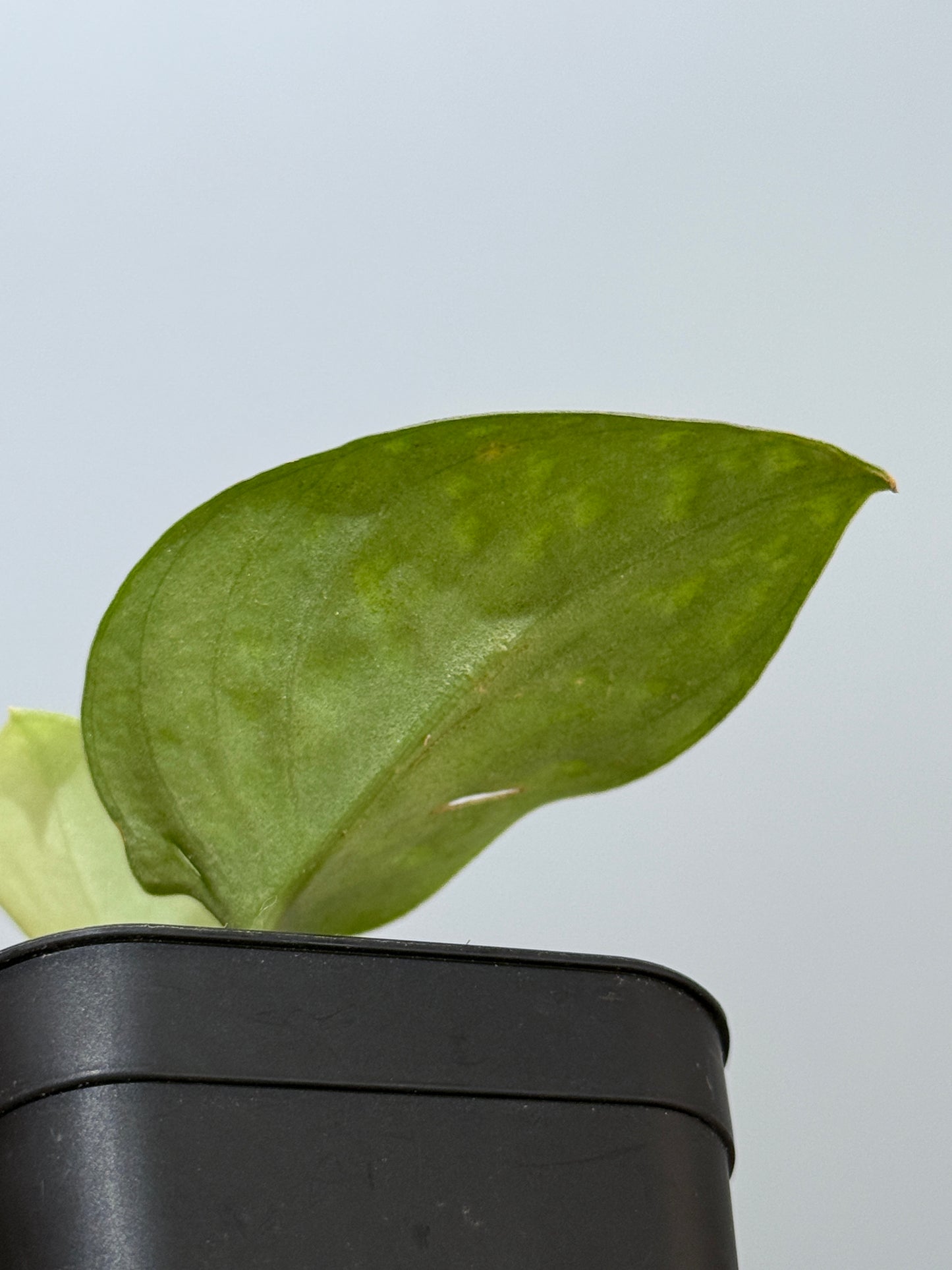 スキンダプサス ダーク トリカラー sp.ボルネオ / Scindapsus Dark tricolor sp.borneo (2)