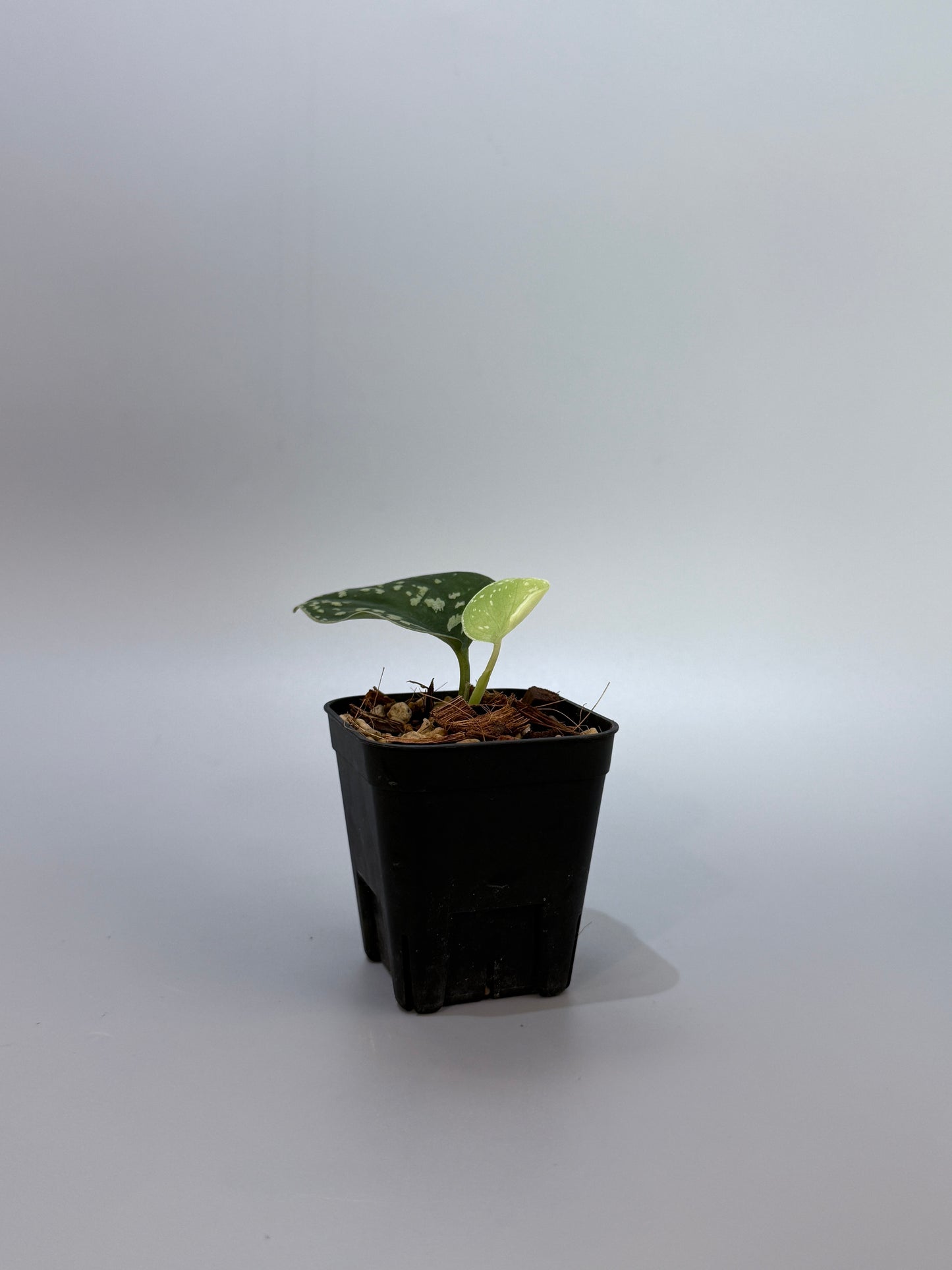 スキンダプサス ダーク トリカラー sp.ボルネオ / Scindapsus Dark tricolor sp.borneo (2)