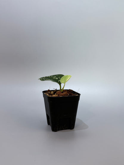 スキンダプサス ダーク トリカラー sp.ボルネオ / Scindapsus Dark tricolor sp.borneo (2)