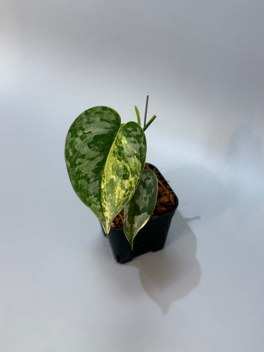 スキンダプサス バクダパティ / Scindapsus bakudapati (5)