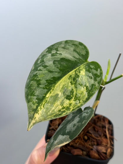 スキンダプサス バクダパティ / Scindapsus bakudapati (5)