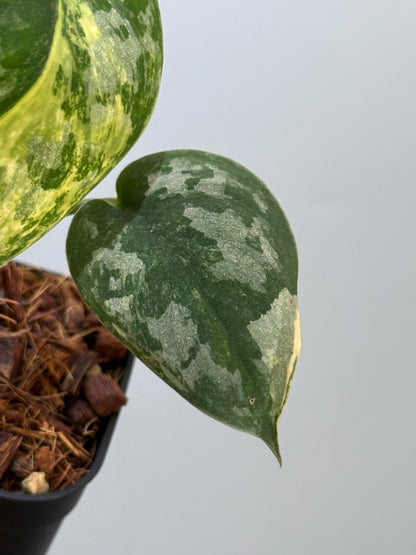 スキンダプサス バクダパティ / Scindapsus bakudapati (5)