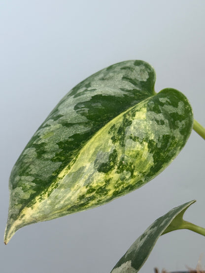 スキンダプサス バクダパティ / Scindapsus bakudapati (5)